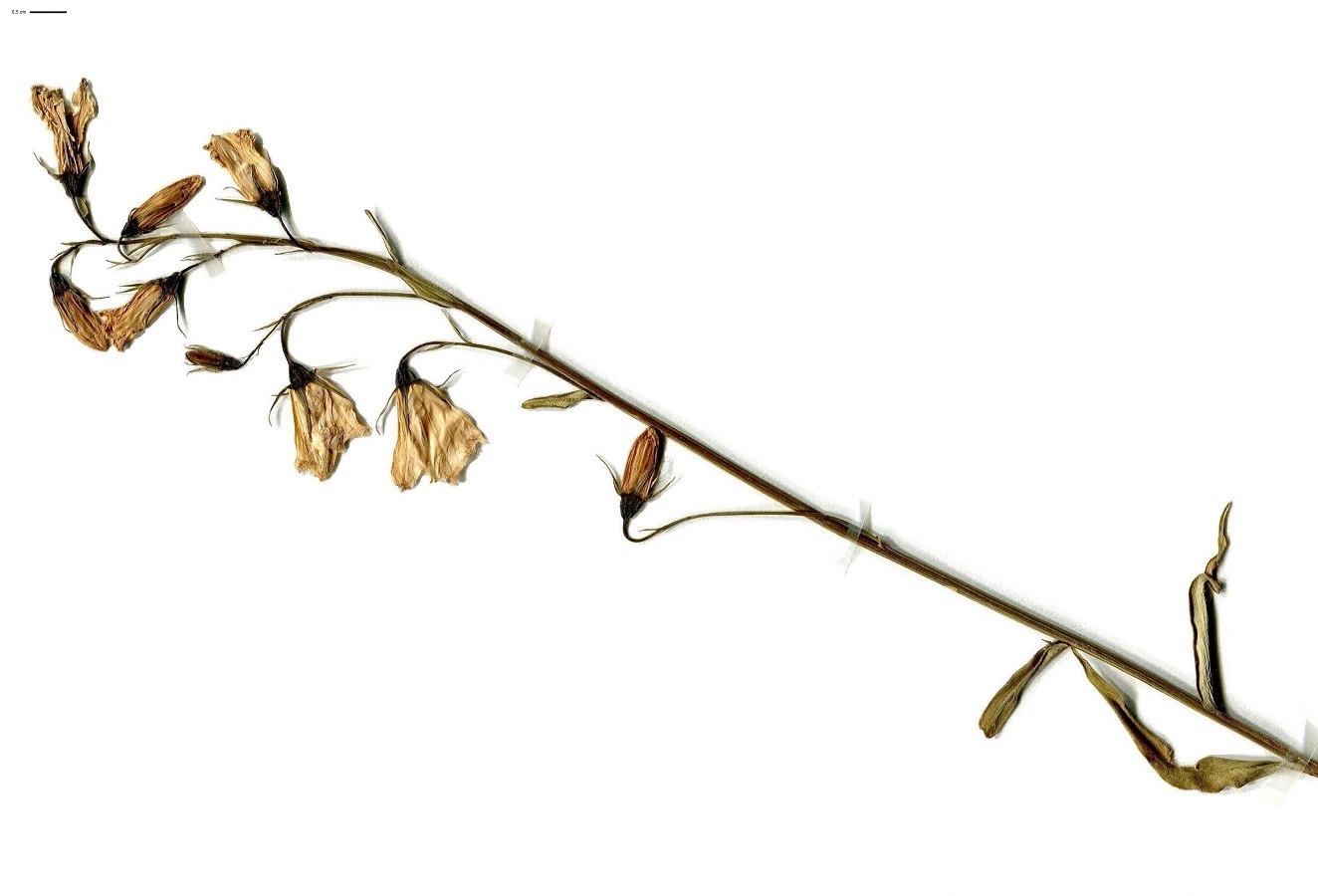 Campanula scheuchzeri subsp. lanceolata (Campanulaceae)
